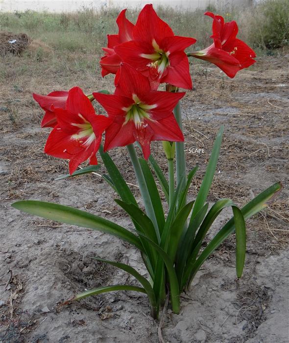 Hippeastrum x johnsonii